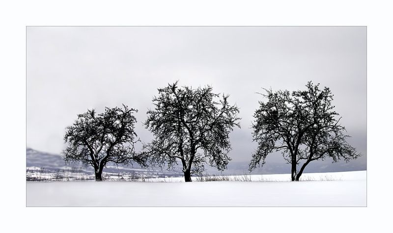 3 trees 