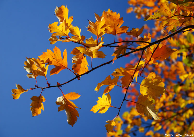 fall 