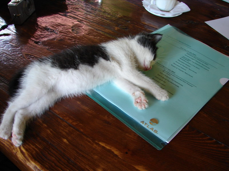 перекур :)))) cat