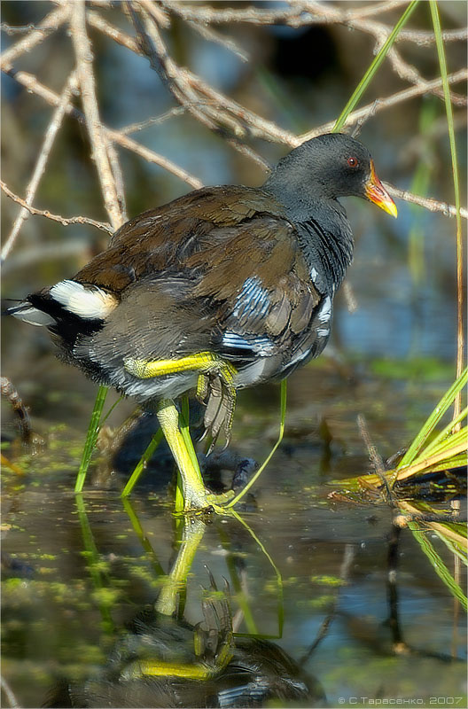 Зеленые лапки птица Камышница Gallinula chloropus природа Урал