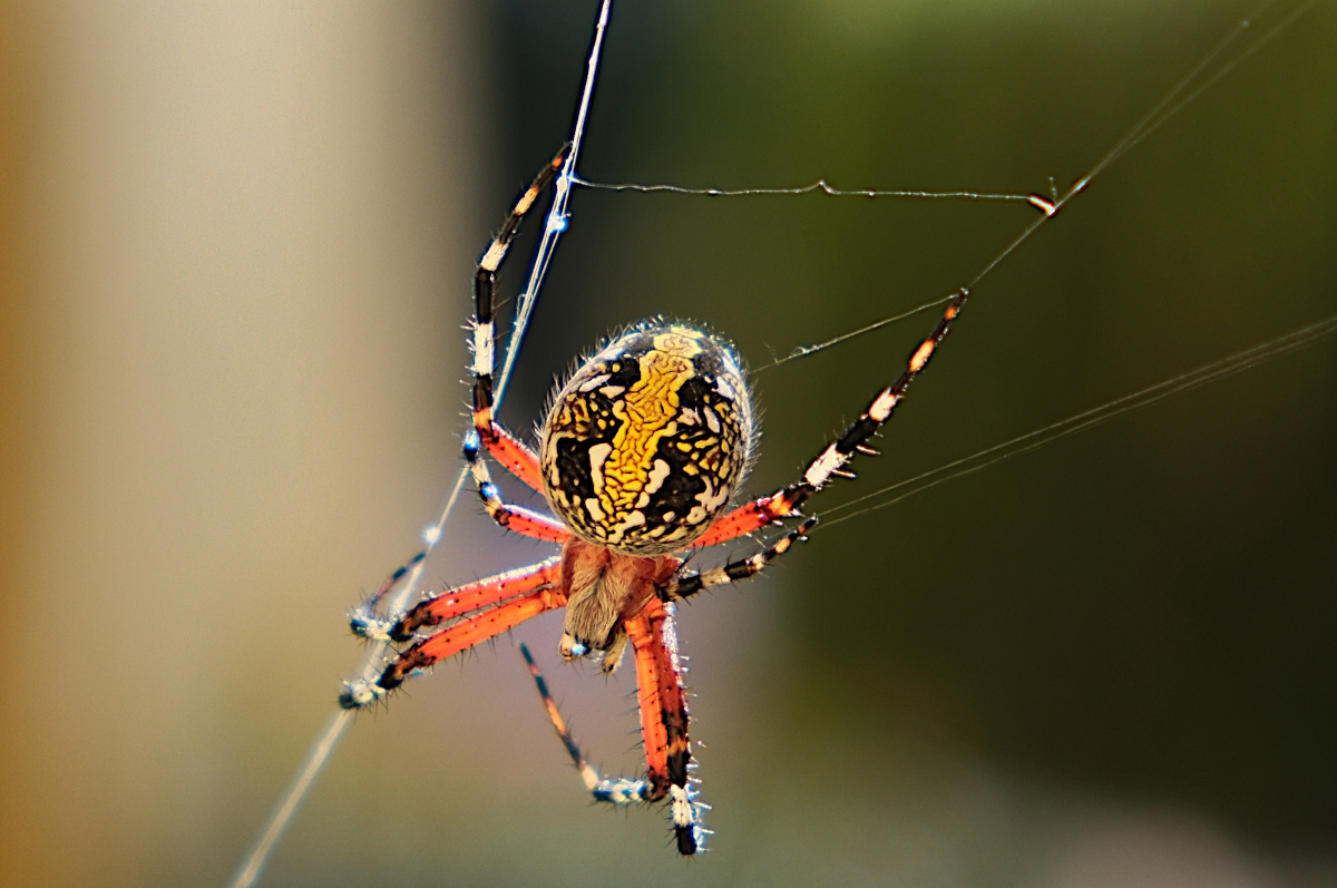 Паук  Neoscona oaxacensis 