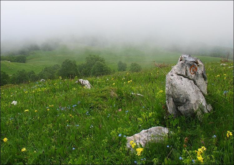 Рыба окаменела... Камень,туман,горы,трава,цветы,