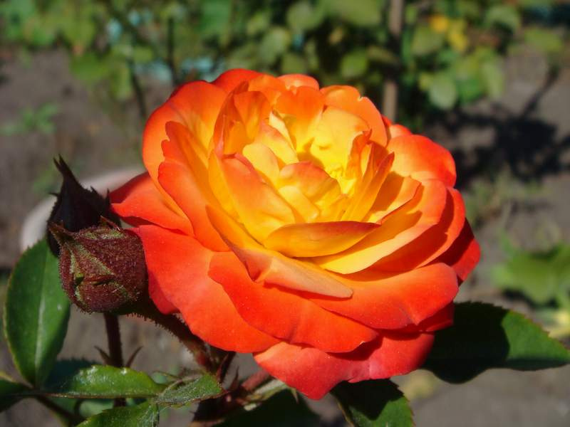 Чайная роза в Сибири Роза Природа