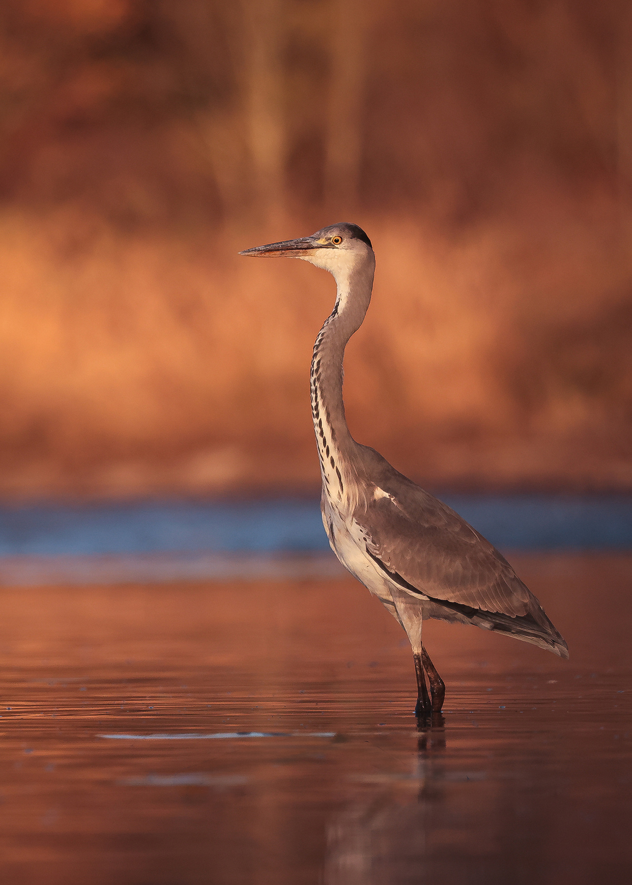 Heron 