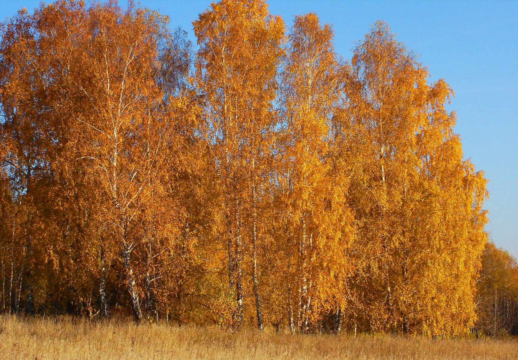 Березы в желтом. Осень листья желтые березы