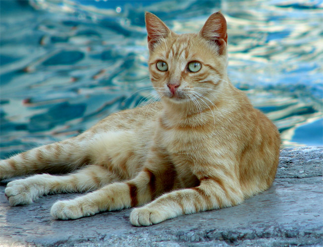 кошка кошка