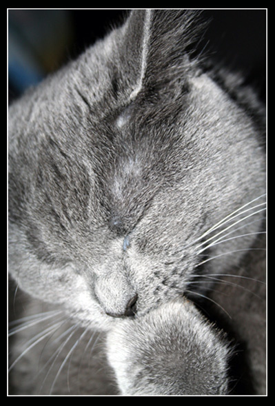 play with a candle koshka
