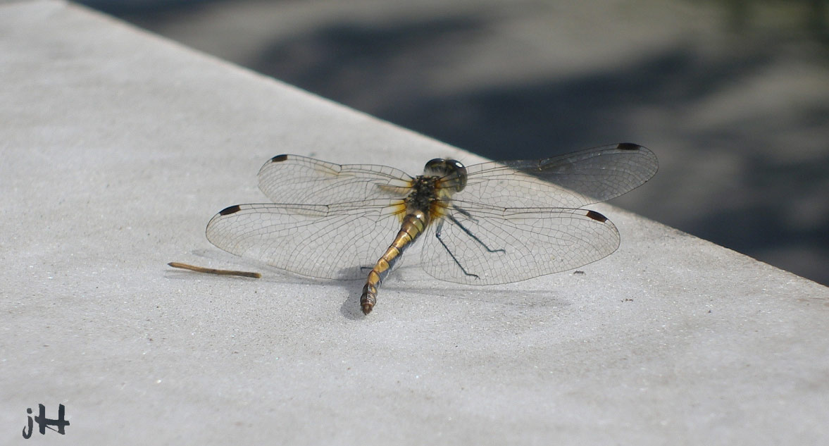Dragonfly Dragonfly стрекоза
