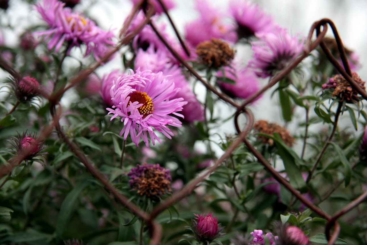 Ветер в лепестках 