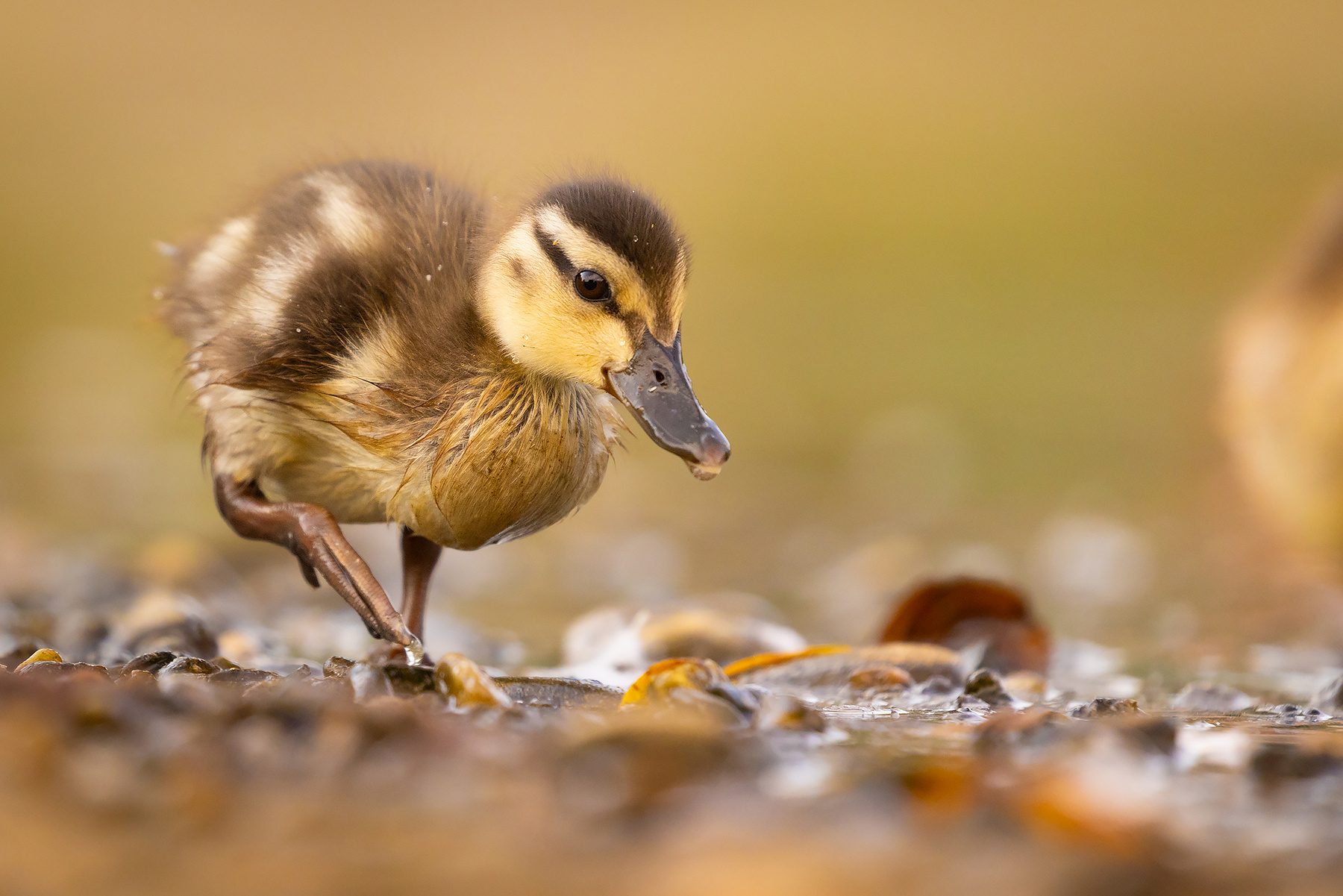 Duckling 
