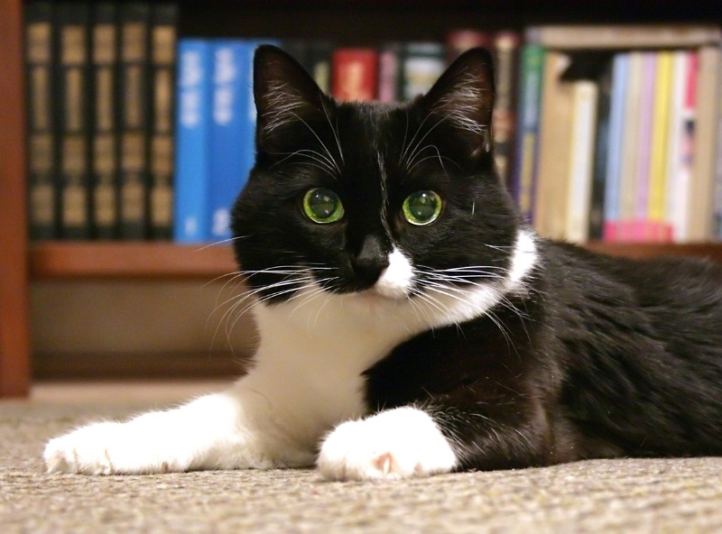Безымянная красавица кот кошка cat