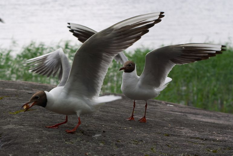 летать чайки ладога
