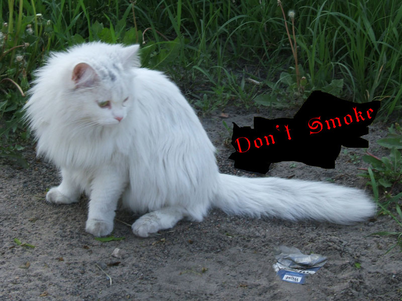 коты против курения 