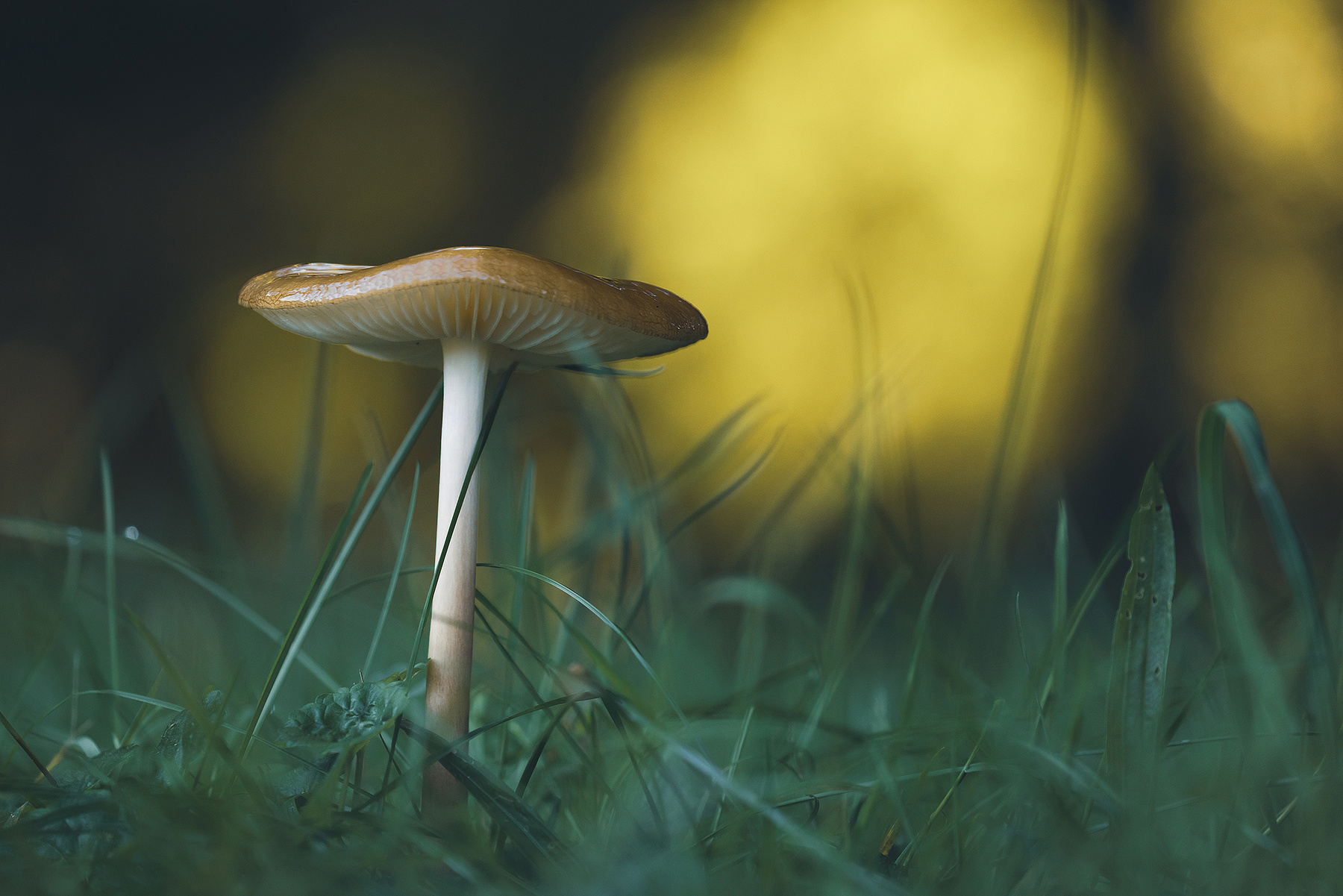Mushroom 