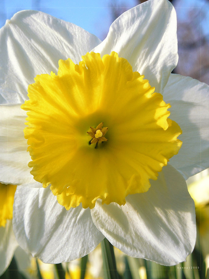 spring rebellion 
