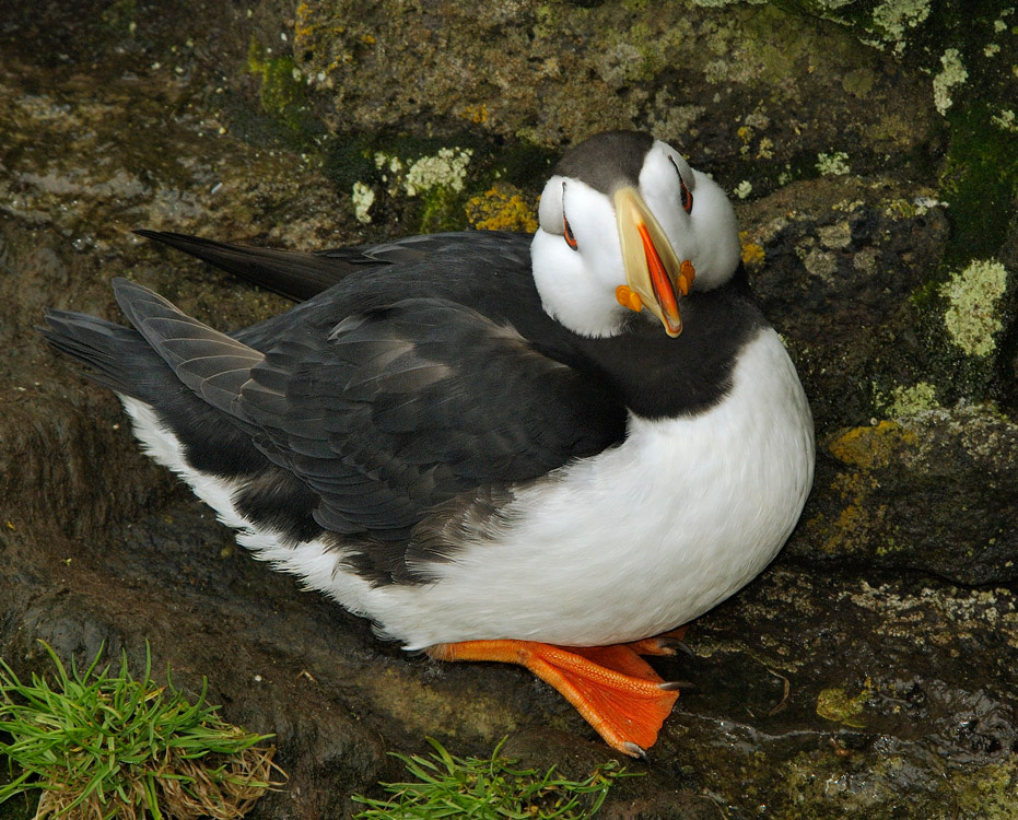 Паинька Ипатка, Fratercula corniculata, Остров Св. Георгия, о-ва Прибылова, Horned Puffin, St. George Island, the Pribilofs, Bering Sea, Alaska