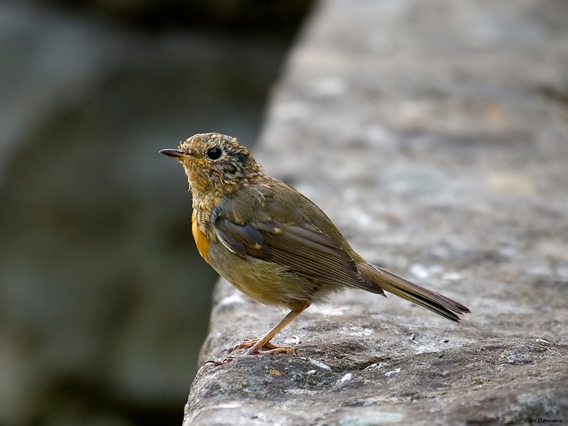 Робинет Зарянка (Erithacus rubecula)
