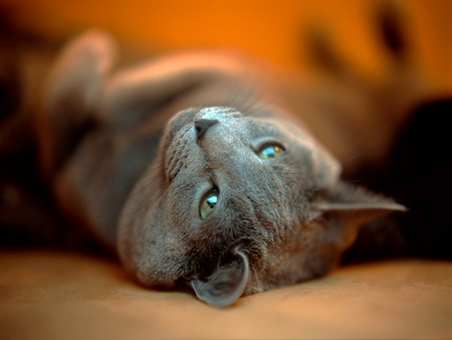 отдыхаюший кот