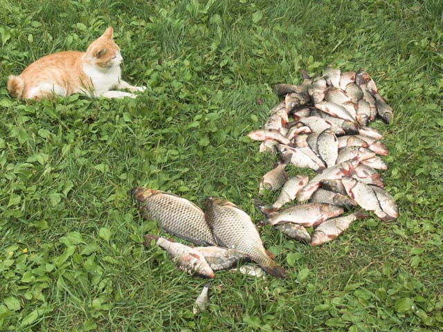 На посту кот рыба