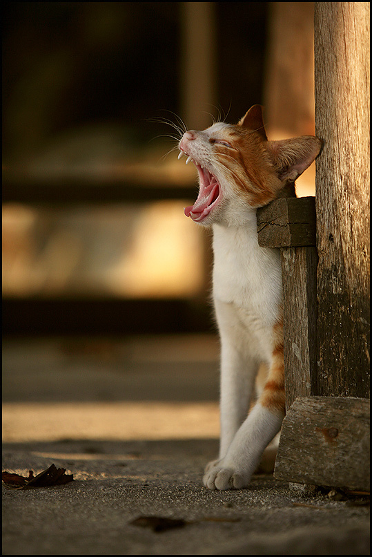 *** кошка