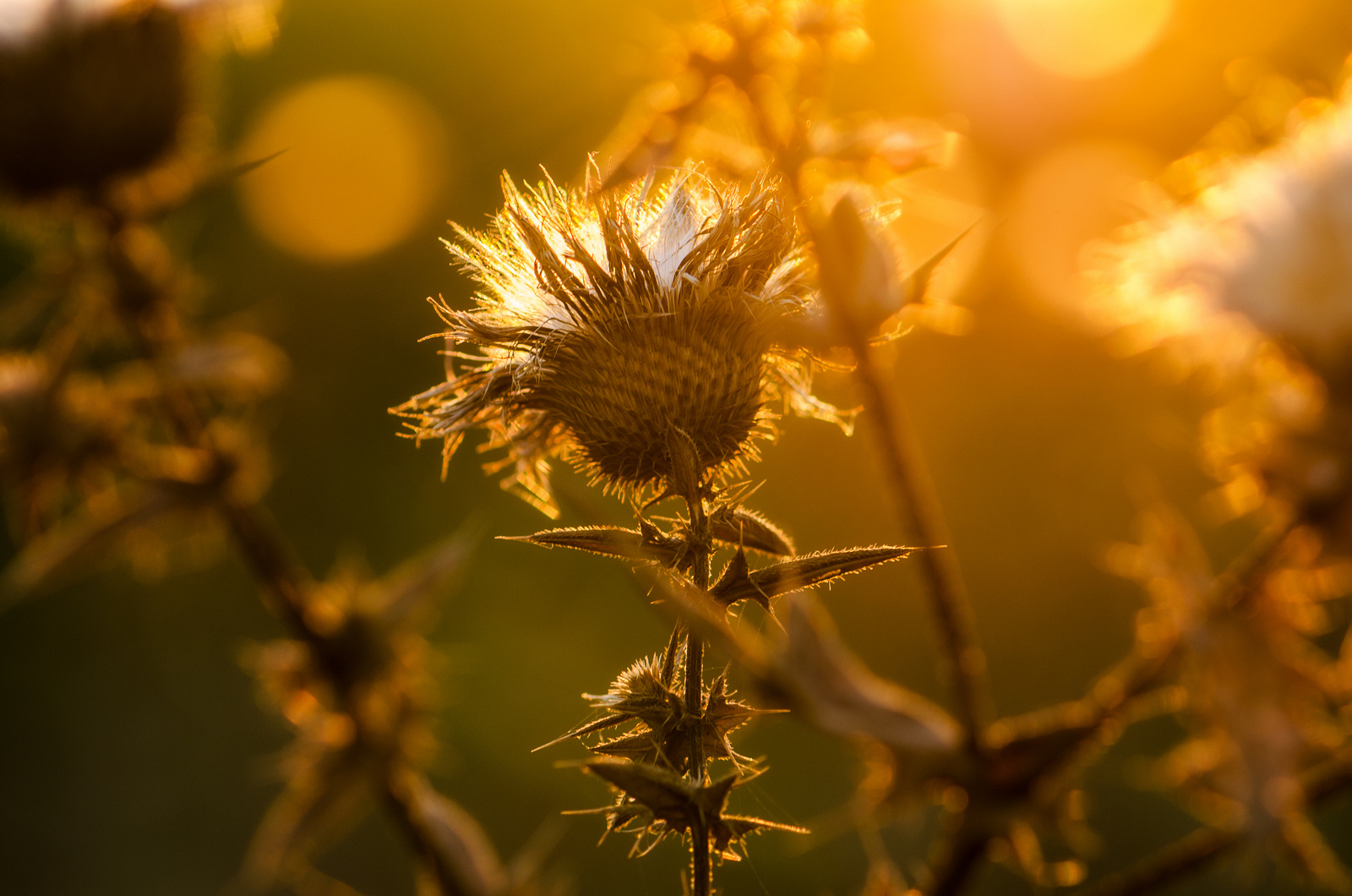 Чертополох & Golden Hour 