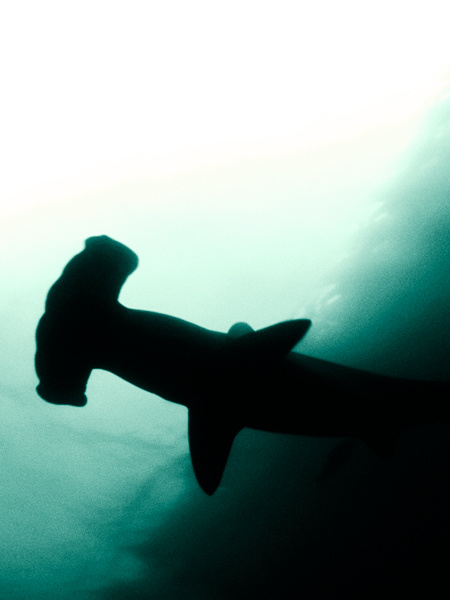 Опасные воды | Dangerous Waters underwater world