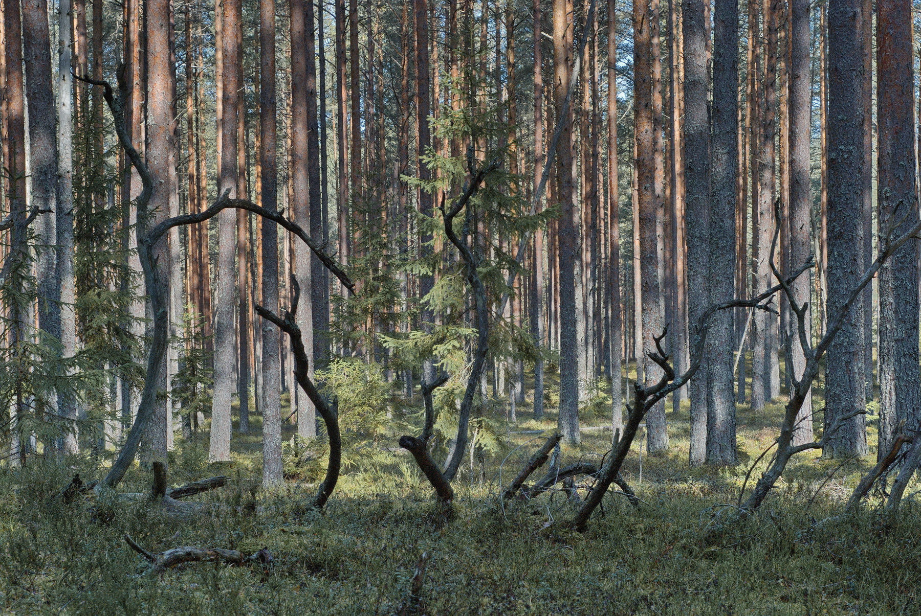 в осеннем лесу 