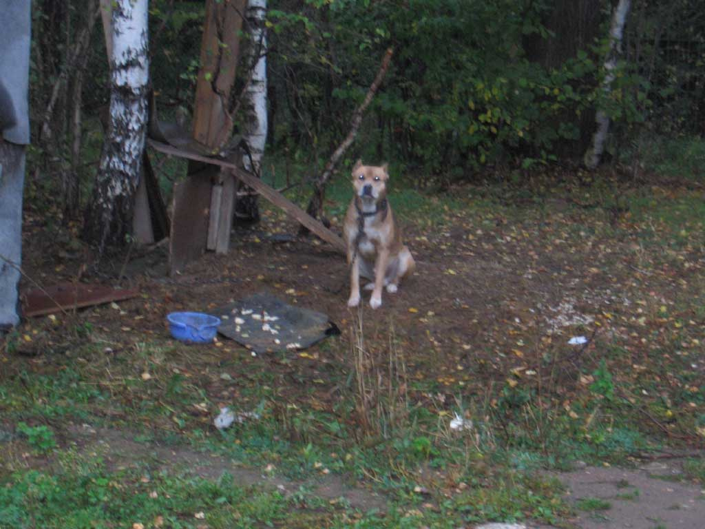 DOG 