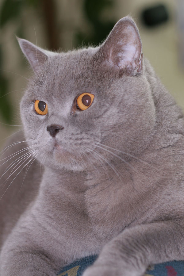 Кучма Кот 