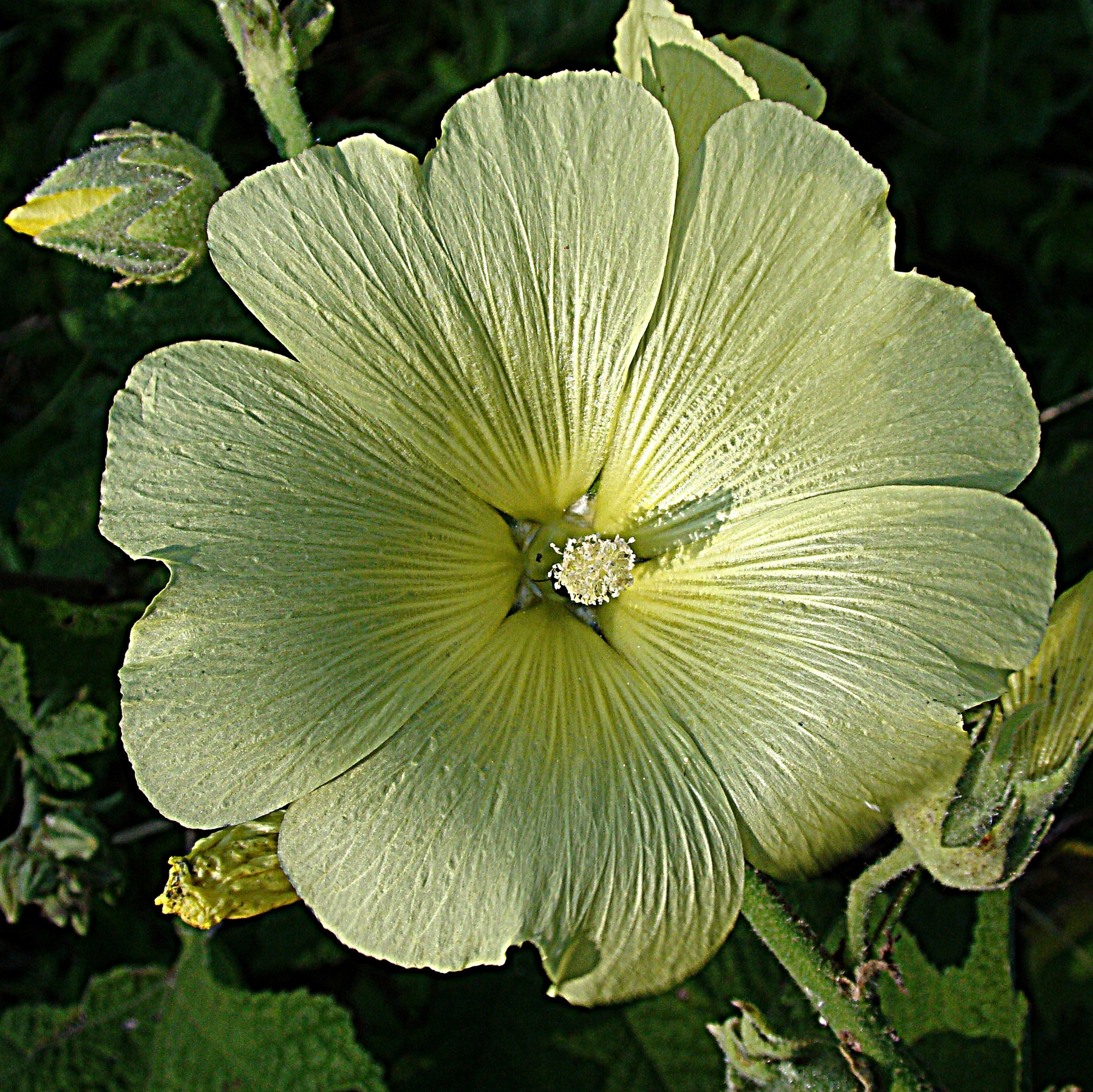 Alcea rugosa (Шток-роза морщинистая) мальва