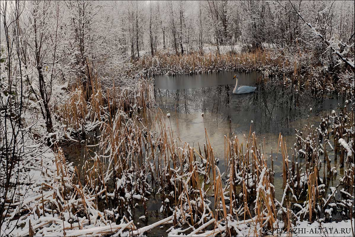 Лесное озеро озеро,лес,вода,лебеди,зима,снег,птицы