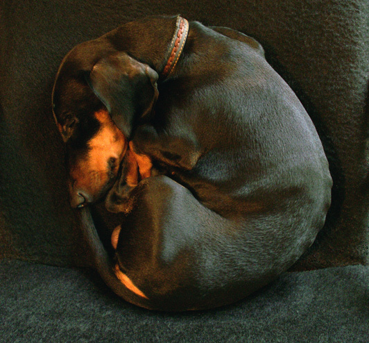 26 (dachshund) такса собака