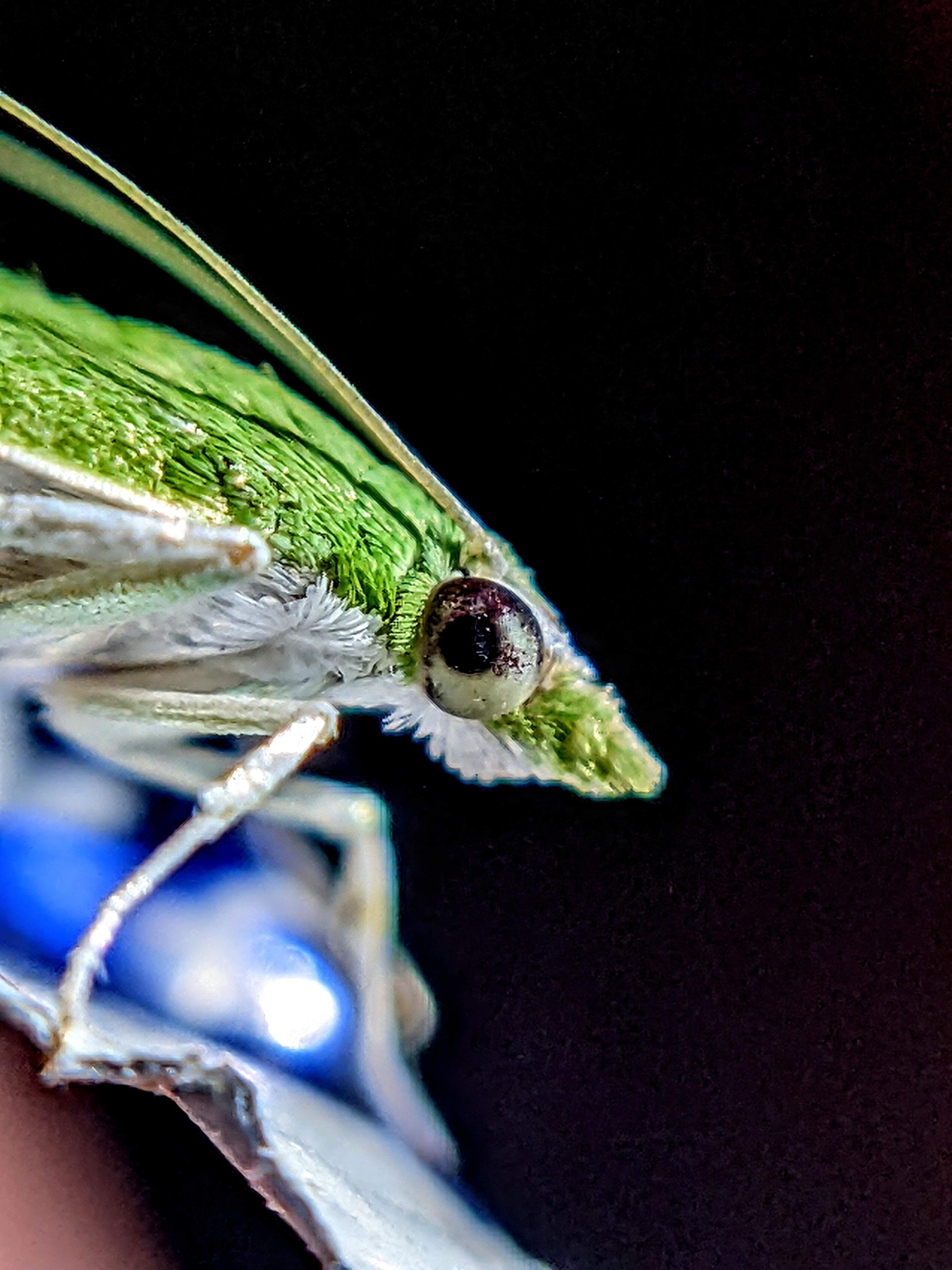 Emerald moth eyes Moth macro eyes nature emerald moth photography Macro
