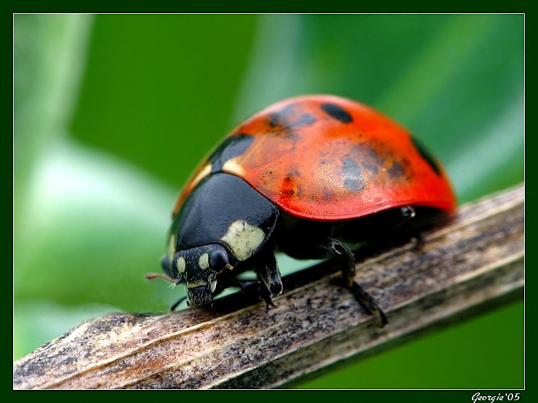 Ladybug 