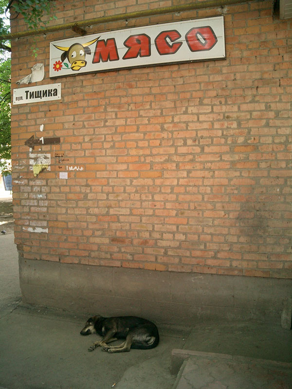 В ожидании мяса 