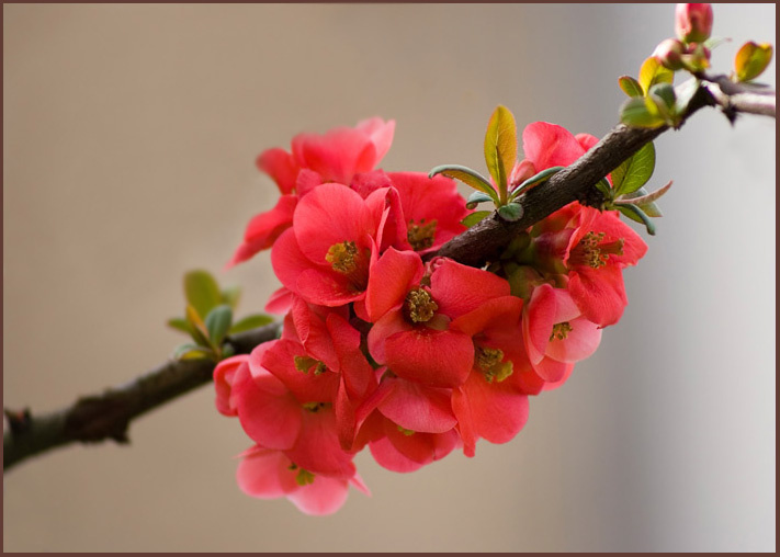 Red flower... 