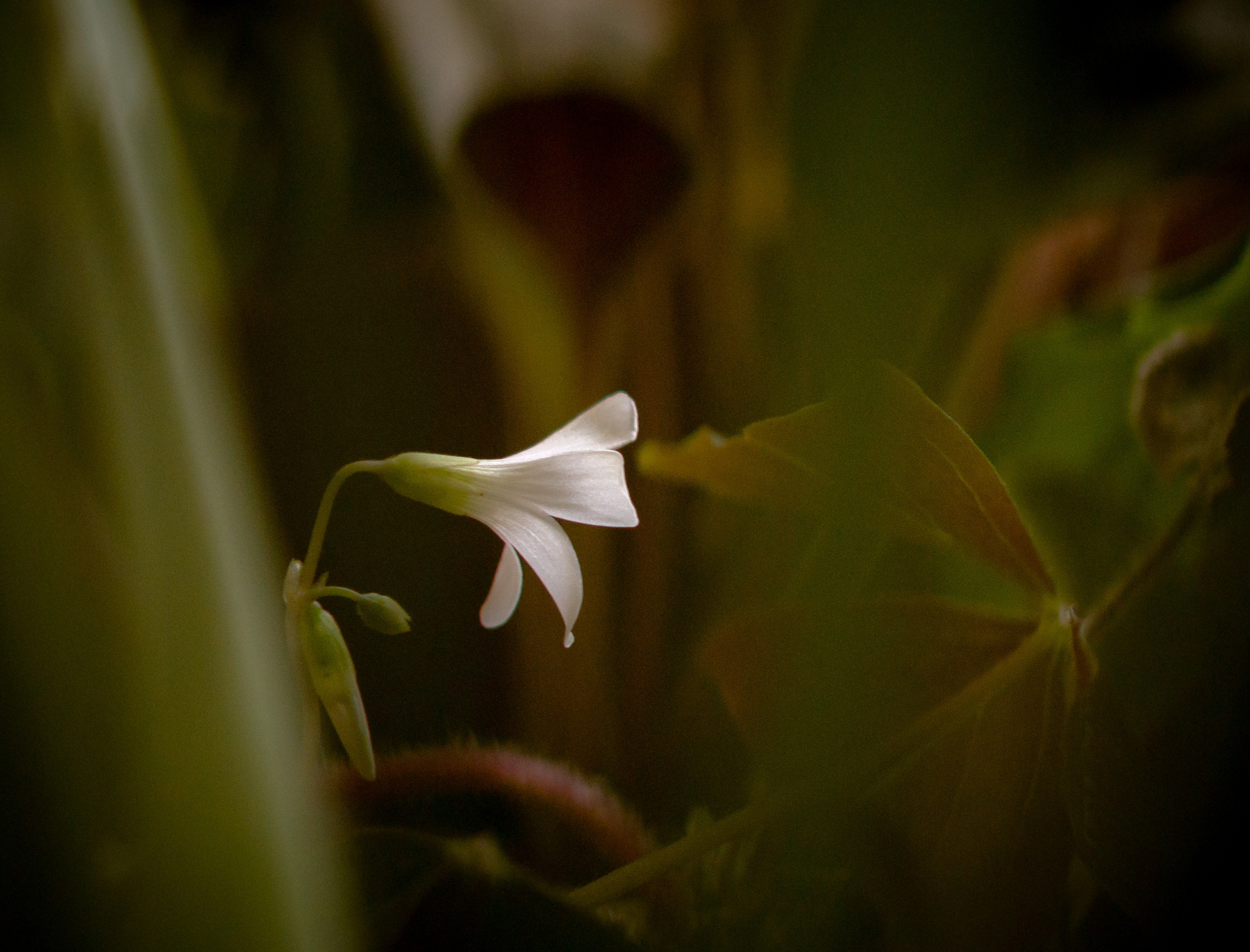 Little Oxalis 