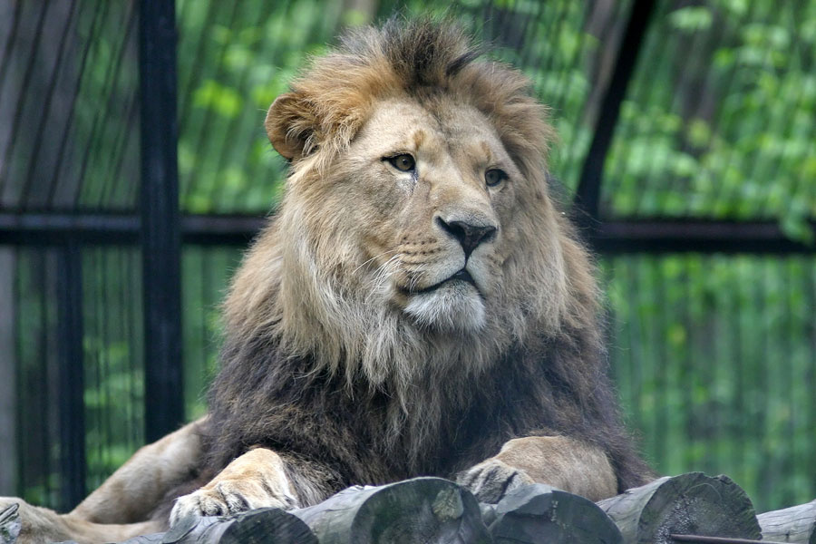 лев лев