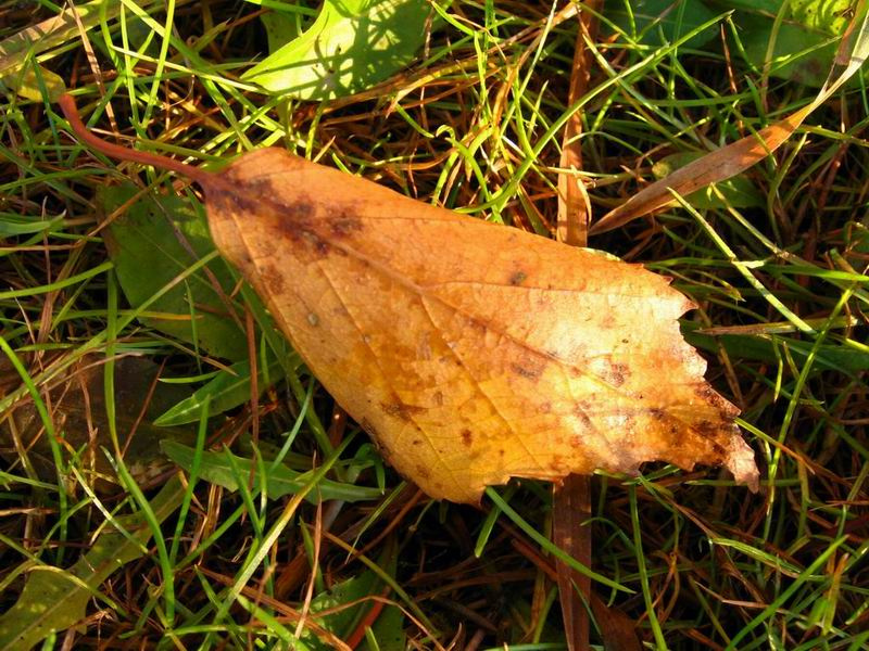 05.11.05 лист трава