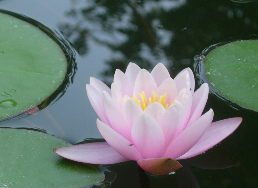 лотос лотос