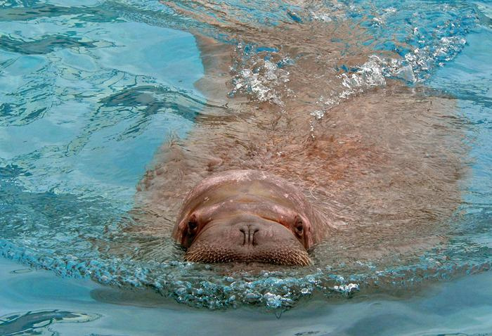 Walrussen Polossen odobenus rosmarus