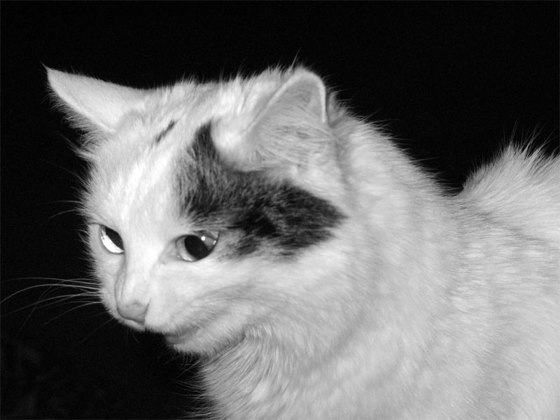 Ул-л-лыбочку!.. кошка улыбка