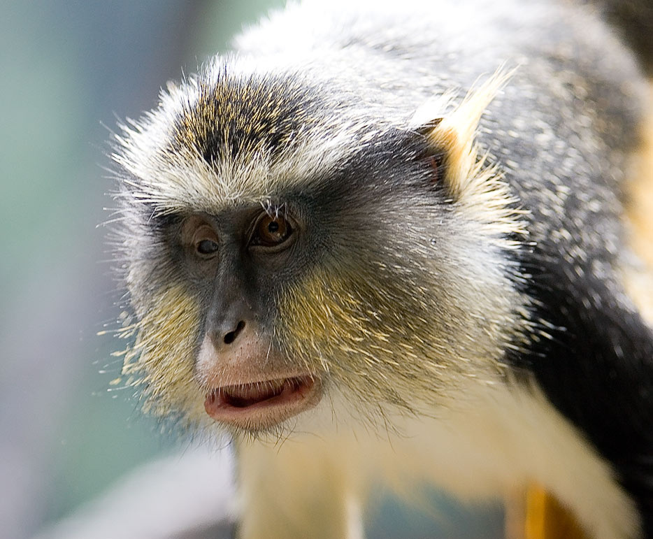Что за скопление народа олять? Bonx zoo monkey обезьяна