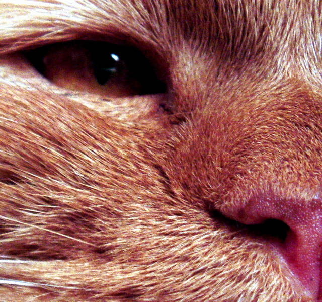 Кот кот