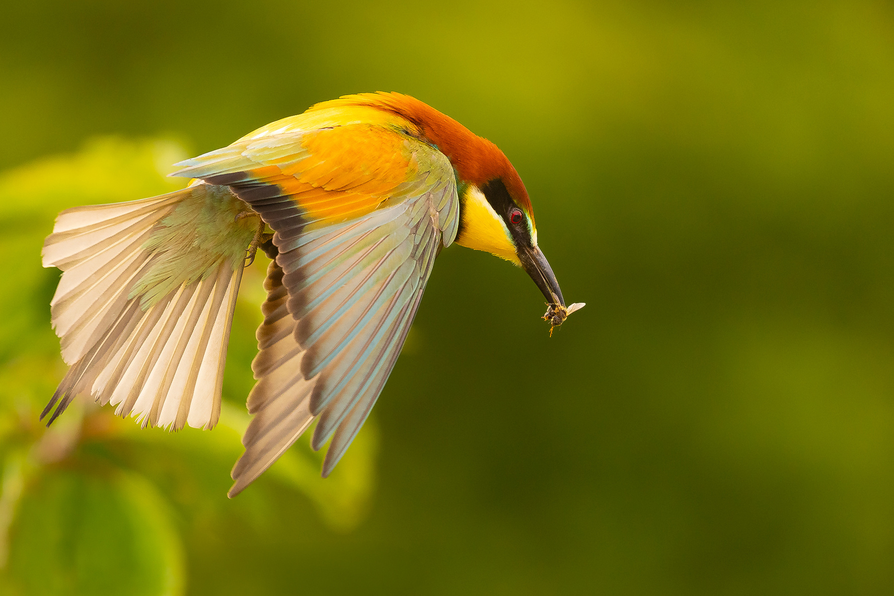 Bee-eater 