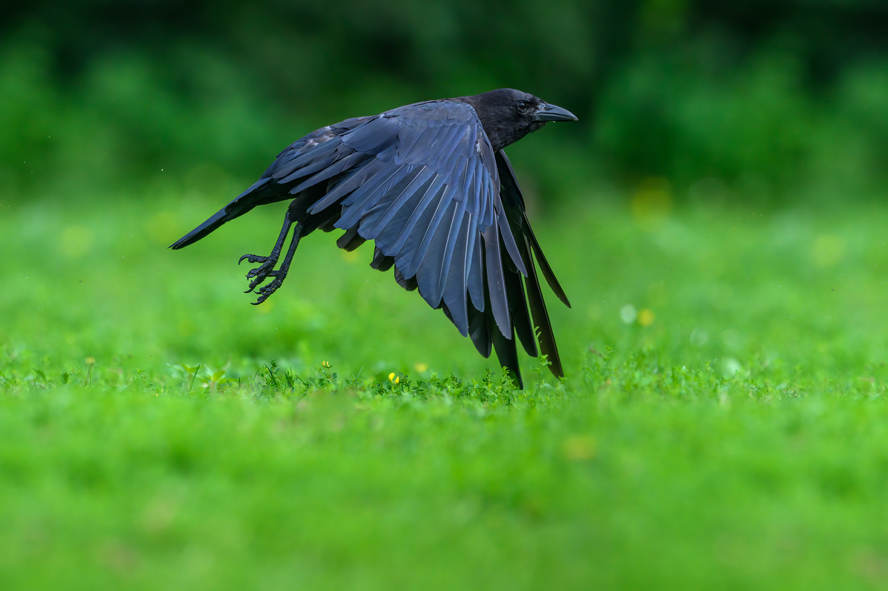 American crow 