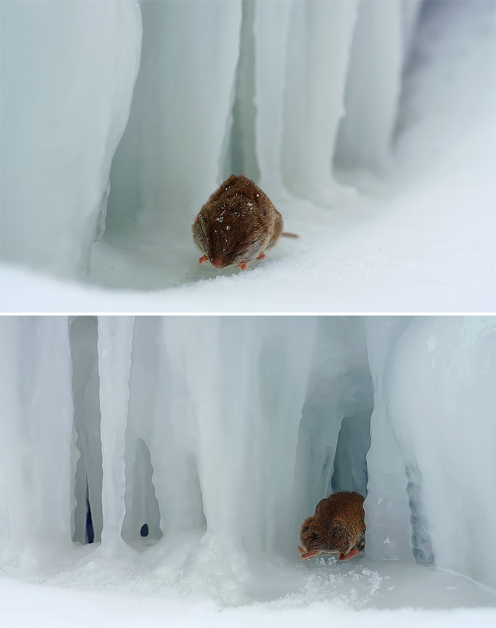 ice-age... мышь лед сосульки грот пещера Шестерых ущелье Глубокая балка Плато Лаго-Наки Кавказский Государственный Природный Биосферный Заповедник