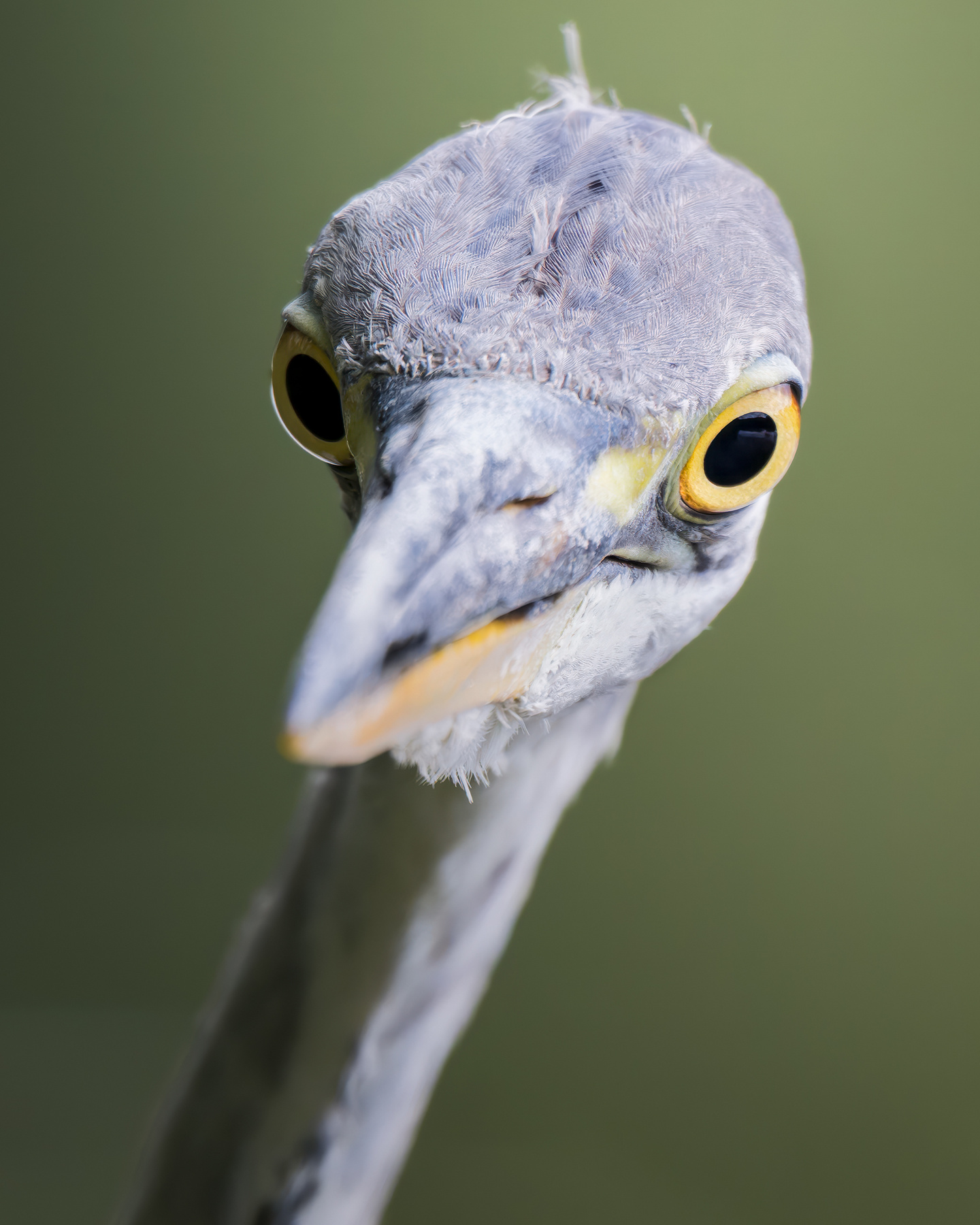 Серая цапля (Ardea cinerea) 