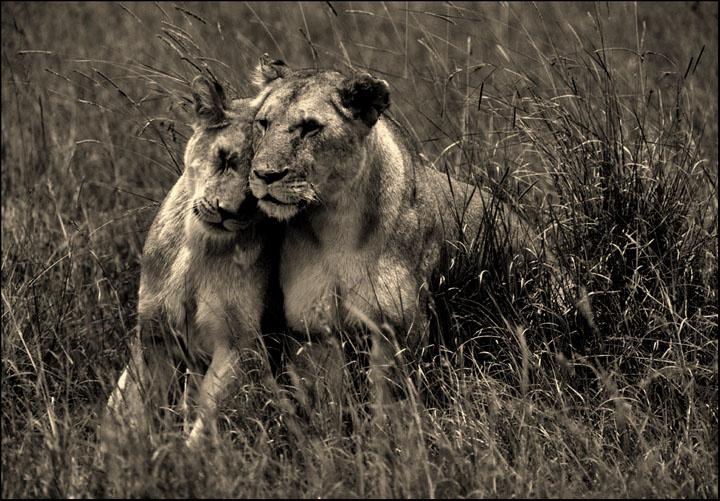 Love Lions