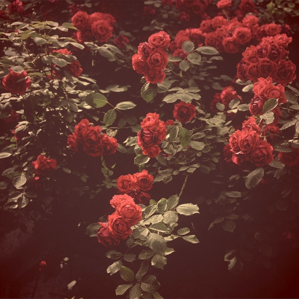Rose розы,цветы,фото,Ташкент,весна